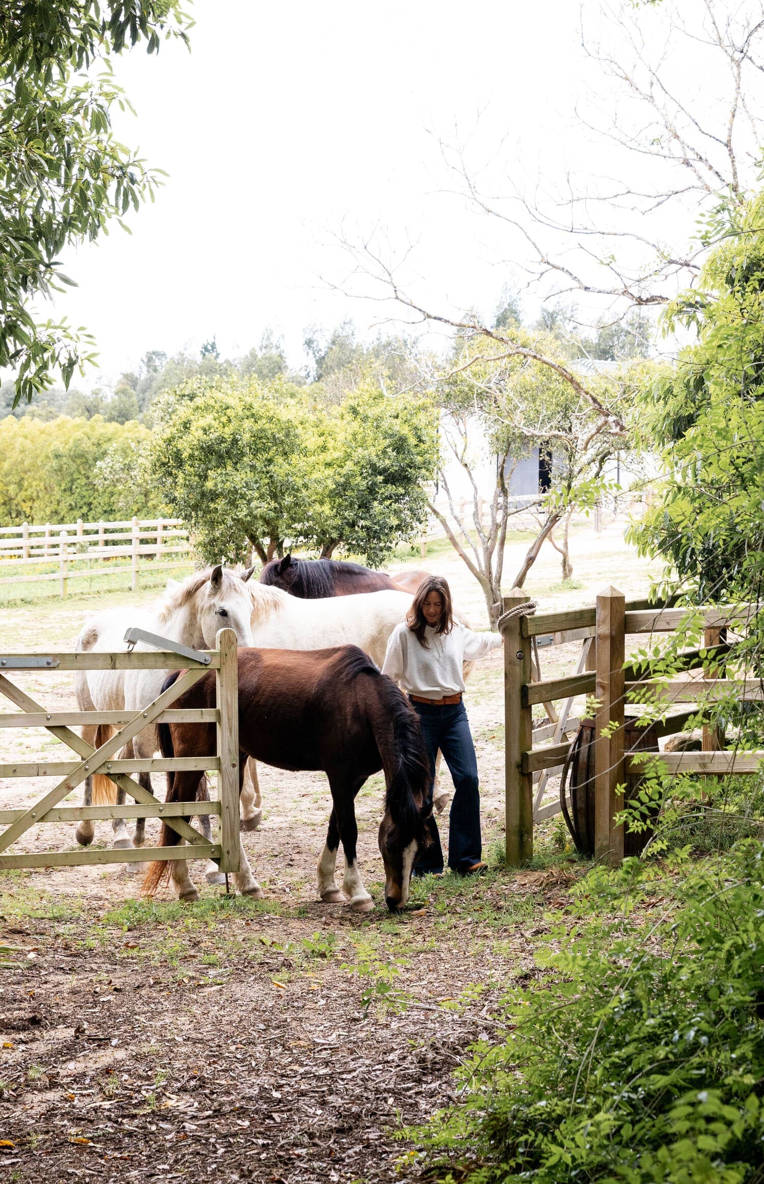 Just for you - Horses grazing