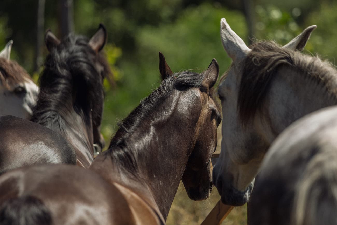 Horse interacting with human